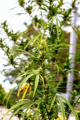 Marijuana plant on a background of dark sky