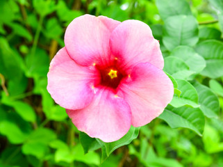 Obraz premium Pink flower