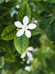 Beautiful Cape Jasmine , Cape Gardinia. Macro with Natural Light in the morning.