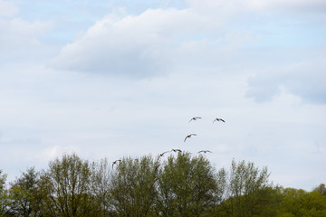 flock of wild ducks taking off to a flight