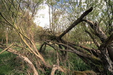 Obraz premium fallen tree in a forest