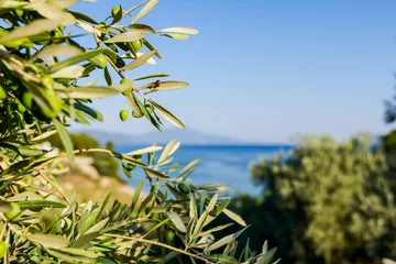 Tableaux ronds sur plexiglas Anti-reflet Olivier Green olive fruit on seashore