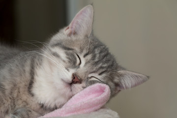 Sleeping Kitten