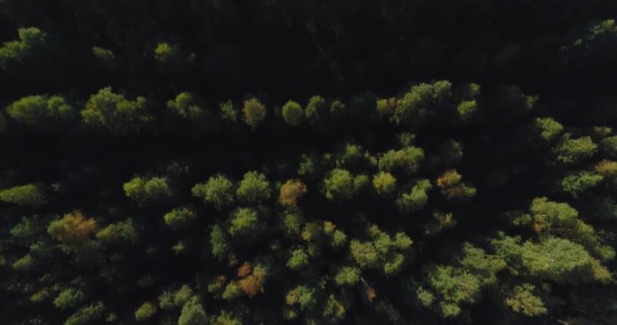 Flight above forest at sunset. Beautiful summer landscape. Aerial footage.