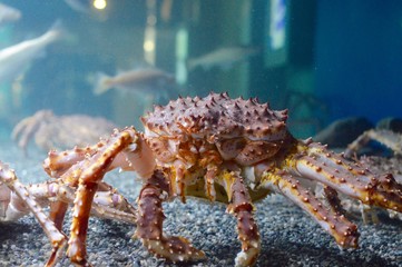 Crab