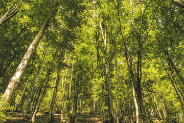 Colorful green forest