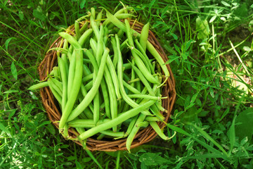 Wicker basket with raw fresh organic green beans on grass