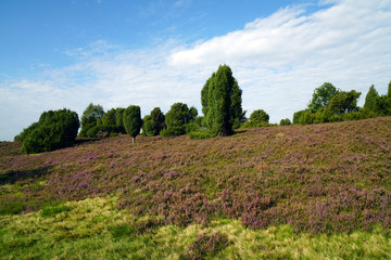Herbst in der Lüneburger Heide - Totengrund