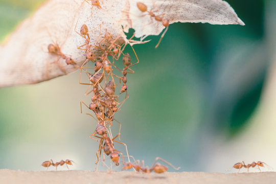 Ant Bridge Unity.selective Focus.