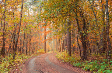 Fototapeta na wymiar Beautiful autumn forest with colorful leaves. Road through the autumn forest.