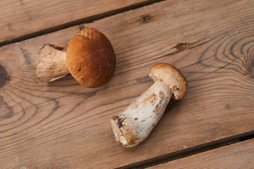 boletus mushrooms