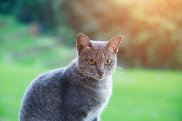 lovely cat sit on ground with nature background.