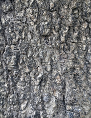 Pattern from Bark of tree, gray and black color texture background.