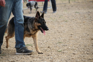 berger allemand malinois au fressage