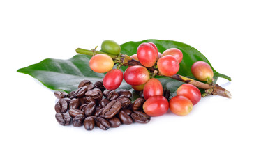 fresh coffee beans with stem and roasted coffee beans arabica strong blend on white background