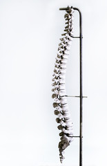  Vertebral column human