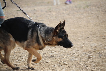 berger allemand qui tire la laisse
