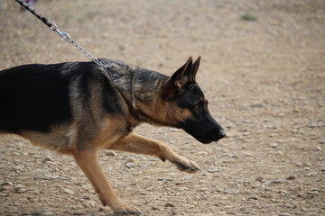 berger allemand malinois au fressage