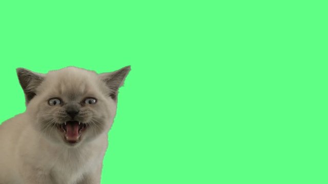funny muzzle of a British kitten mewing on a green screen