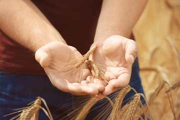 Man touching wheat spikelets in field