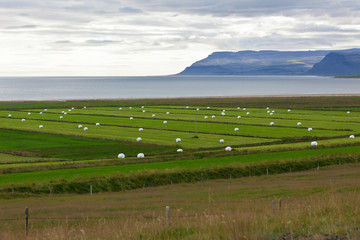 Obraz premium White Hay Rolls on a Green Field of Iceland