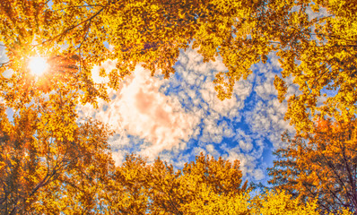 The canopy of autumn trees framing a clear blue sky with the sun shining through
