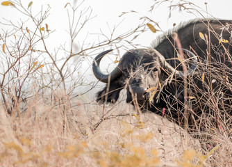 African Buffalo - 172793311