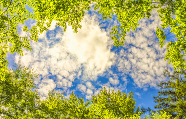 The canopy of trees framing a clear blue sky