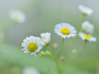 Obraz na płótnie Canvas beautiful white flower with blur vintage tone for background.