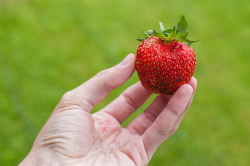 ripe red freshly picked strawberry