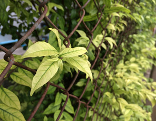Soft peak of wrightia religiosa Sift through the rust Iron cage fence.  it is the natural wall of stockade of the house.