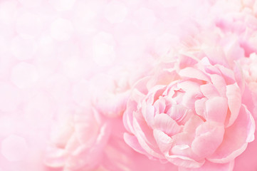 Summer blossoming delicate peony frame, blooming peonies flowers festive background, pastel and soft floral card, selective focus, toned  © ulada