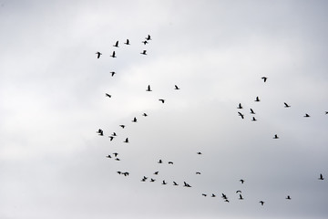 Flock of comorants