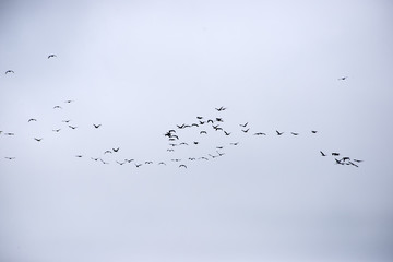 Flock of comorants