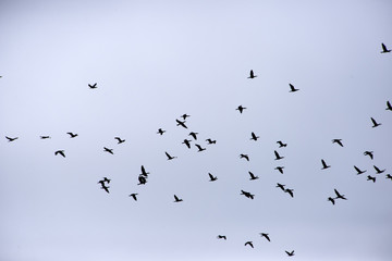 Flock of comorants