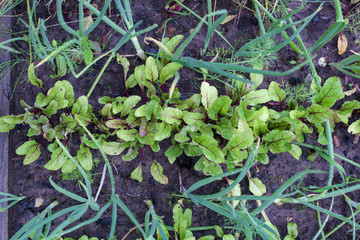 green onions and fresh beet leaves sticking out of the soil