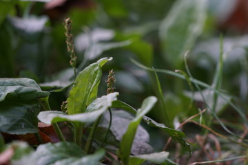 Breitwegerich im frühen Herbst
