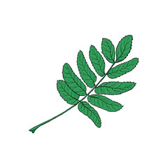 Hand drawn green rowan, ash tree leaf, sketch style vector illustration isolated on white background. Hand drawn rowan leaf, isolated vector illustration