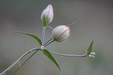 Samenstand der weißen Lichtnelke Silene latifolia