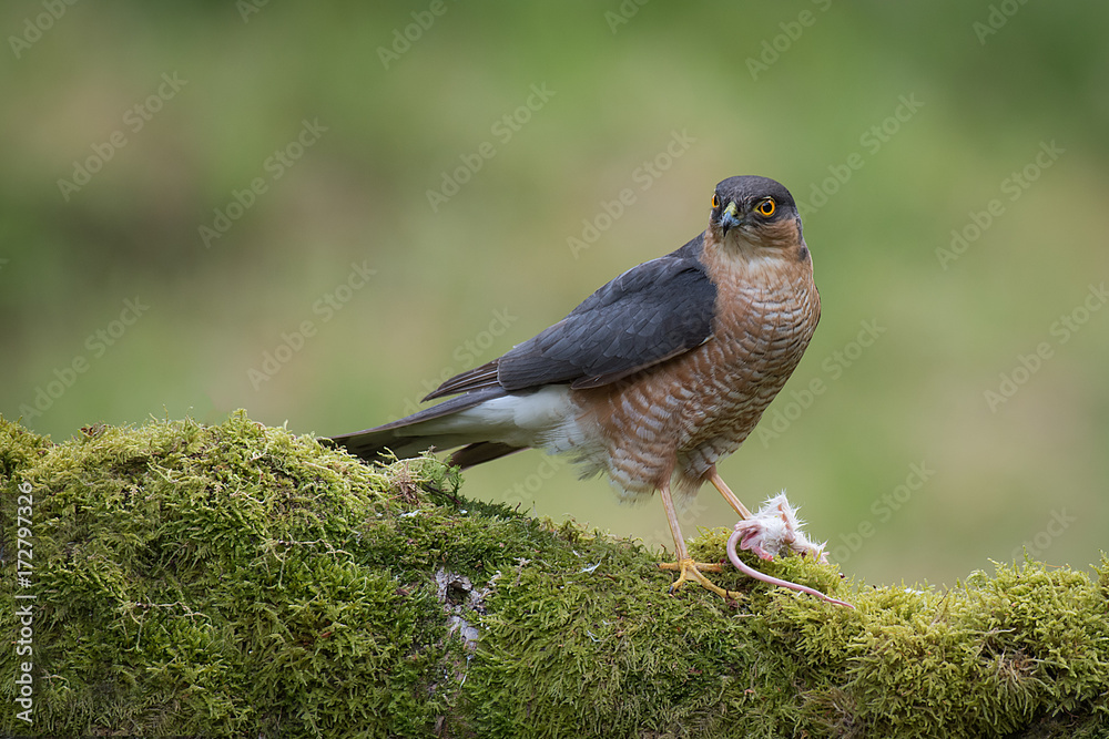 Poster a male sparrow hawk perched on a lichen covered tree trunk looking alert and guarding his prey