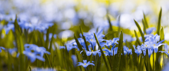 Obraz premium Blaustern / Blausternchen ( Scilla)
