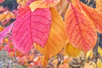 autumn, red and yellow leaves of trees