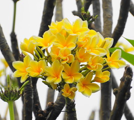 gelb weiße Frangipani auf Bali