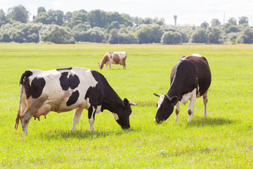 black and white cows and brown  cow on green grass