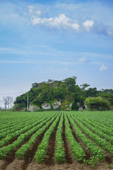 Fototapeta na wymiar 枝豆畑の風景