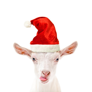 Portrait of a funny goat in a New Year's cap, showing tongue, isolated on white background