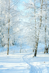 rural winter snowy landscape with forest, footpath and blue sky.