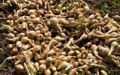Harvesting. The onion is dried in the sun.