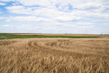 Field of ripe wheaten and blue sky with clouds. Panoramic view