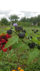 Violet flowers in blooms in autumn